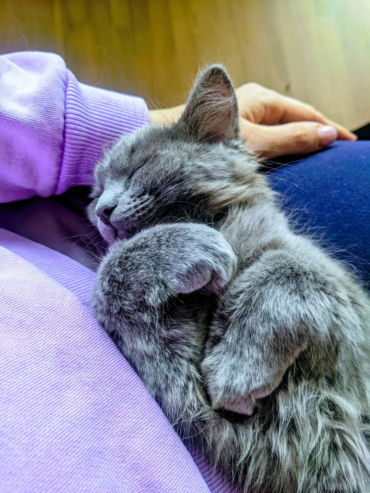 Mažylė Elė susirangiusi miega ant kelių