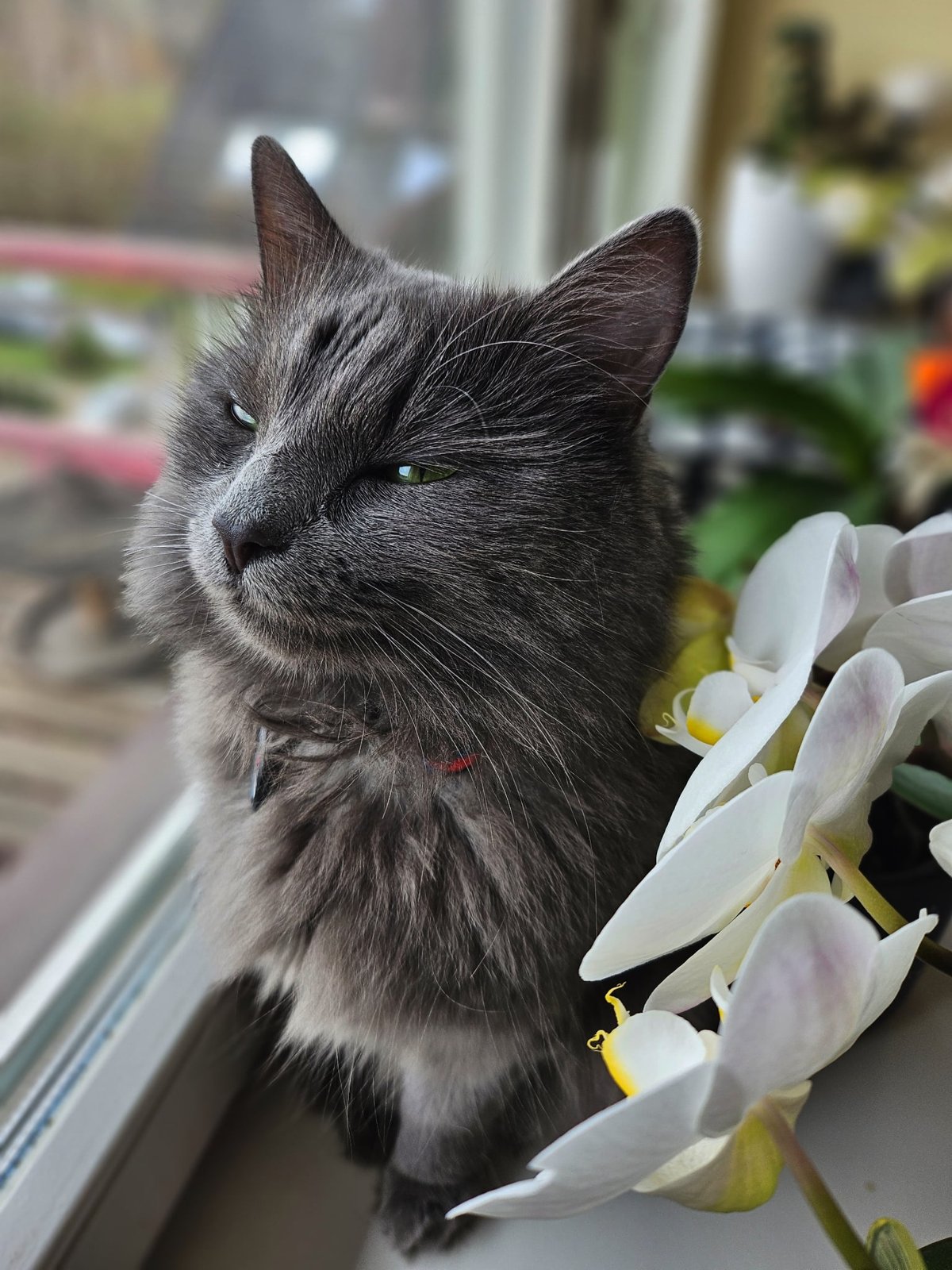 Katė Elė prisimerkusi ilsisi ant palangės prie orchidėjos