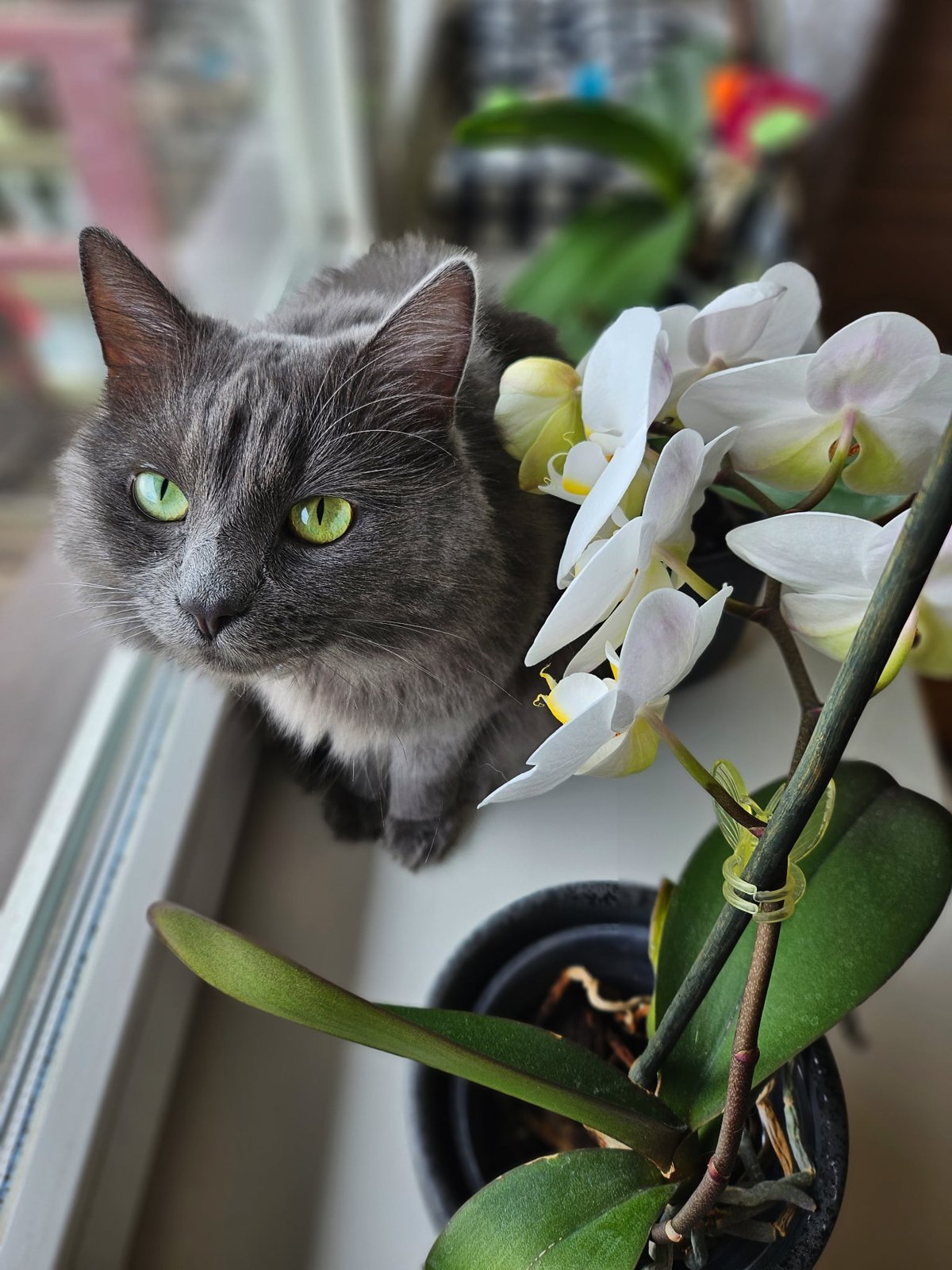 Pilka katė Elė žaliomis akimis ant palangės šalia baltos orchidėjos