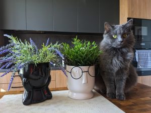 Pūkuota pilka katė Elė sėdi ant stalo šalia dekoratyvinių vazonų