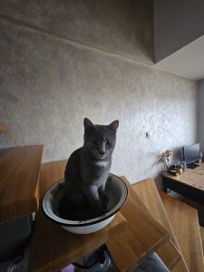 Emis įsitaisęs dubenyje ant laiptų